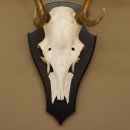 Rothirsch 6 ender Schädel Geweih Höhe 70 cm Hirschgeweih Hirsch Trophäenschild 70.899