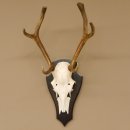 Rothirsch 6 ender Schädel Geweih Höhe 70 cm Hirschgeweih Hirsch Trophäenschild 70.899