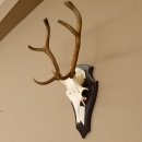 Rothirsch 6 ender Schädel Geweih Höhe 70 cm Hirschgeweih Hirsch Trophäenschild 70.899