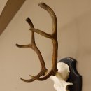 Rothirsch 6 ender Schädel Geweih Höhe 70 cm Hirschgeweih Hirsch Trophäenschild 70.899