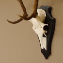 Rothirsch 6 ender Schädel Geweih Höhe 70 cm Hirschgeweih Hirsch Trophäenschild 70.899