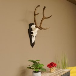 Rothirsch 6 ender Schädel Geweih Höhe 70 cm Hirschgeweih Hirsch Trophäenschild 70.899