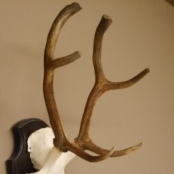 Rothirsch 6 ender Schädel Geweih Höhe 70 cm Hirschgeweih Hirsch Trophäenschild 70.899