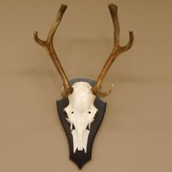 Rothirsch 6 ender Schädel Geweih Höhe 70 cm Hirschgeweih Hirsch Trophäenschild 70.899