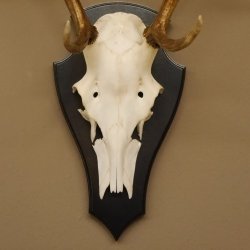 Rothirsch 6 ender Schädel Geweih Höhe 70 cm Hirschgeweih Hirsch Trophäenschild 70.899