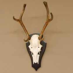 Rothirsch 6 ender Schädel Geweih Höhe 70 cm Hirschgeweih Hirsch Trophäenschild 70.899