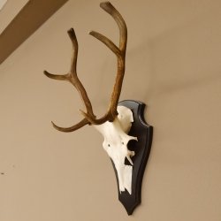 Rothirsch 6 ender Schädel Geweih Höhe 70 cm Hirschgeweih Hirsch Trophäenschild 70.899