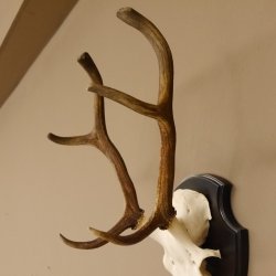 Rothirsch 6 ender Schädel Geweih Höhe 70 cm Hirschgeweih Hirsch Trophäenschild 70.899