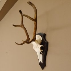 Rothirsch 6 ender Schädel Geweih Höhe 70 cm Hirschgeweih Hirsch Trophäenschild 70.899