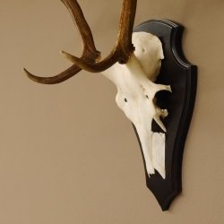 Rothirsch 6 ender Schädel Geweih Höhe 70 cm Hirschgeweih Hirsch Trophäenschild 70.899