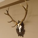 Rothirsch ungerader 12 ender Geweih Höhe 110 cm Hirschgeweih Hirsch sehr aufwändig geschnitztem Trophäenschild 70.902