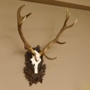 Rothirsch ungerader 12 ender Geweih Höhe 110 cm Hirschgeweih Hirsch sehr aufwändig geschnitztem Trophäenschild 70.902