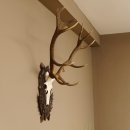Rothirsch ungerader 12 ender Geweih Höhe 110 cm Hirschgeweih Hirsch sehr aufwändig geschnitztem Trophäenschild 70.902