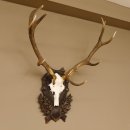 Rothirsch ungerader 12 ender Geweih Höhe 110 cm Hirschgeweih Hirsch sehr aufwändig geschnitztem Trophäenschild 70.902