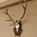Rothirsch ungerader 12 ender Geweih Höhe 110 cm Hirschgeweih Hirsch sehr aufwändig geschnitztem Trophäenschild 70.902