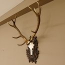 Rothirsch ungerader 12 ender Geweih Höhe 110 cm Hirschgeweih Hirsch sehr aufwändig geschnitztem Trophäenschild 70.902