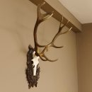 Rothirsch ungerader 12 ender Geweih Höhe 110 cm Hirschgeweih Hirsch sehr aufwändig geschnitztem Trophäenschild 70.902