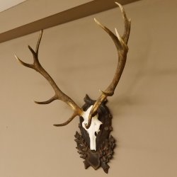 Rothirsch ungerader 12 ender Geweih Höhe 110 cm Hirschgeweih Hirsch sehr aufwändig geschnitztem Trophäenschild 70.902