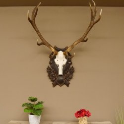 Rothirsch ungerader 12 ender Geweih Höhe 110 cm Hirschgeweih Hirsch sehr aufwändig geschnitztem Trophäenschild 70.902