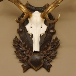 Rothirsch ungerader 12 ender Geweih Höhe 110 cm Hirschgeweih Hirsch sehr aufwändig geschnitztem Trophäenschild 70.902