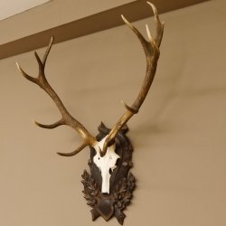 Rothirsch ungerader 12 ender Geweih Höhe 110 cm Hirschgeweih Hirsch sehr aufwändig geschnitztem Trophäenschild 70.902