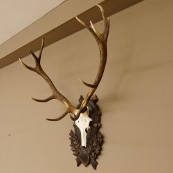 Rothirsch ungerader 12 ender Geweih Höhe 110 cm Hirschgeweih Hirsch sehr aufwändig geschnitztem Trophäenschild 70.902
