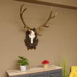 Rothirsch ungerader 12 ender Geweih Höhe 110 cm Hirschgeweih Hirsch sehr aufwändig geschnitztem Trophäenschild 70.902