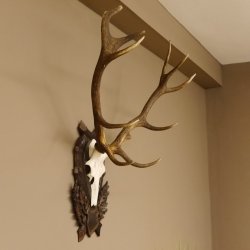 Rothirsch ungerader 12 ender Geweih Höhe 110 cm Hirschgeweih Hirsch sehr aufwändig geschnitztem Trophäenschild 70.902