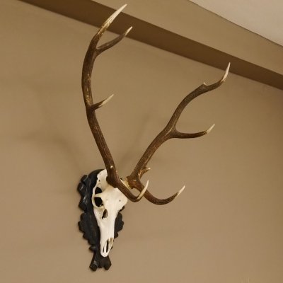 Rothirsch ungerader 10 ender Geweih Höhe 94 cm Hirschgeweih Hirsch älteres geschnitztes Trophäenschild 70.904