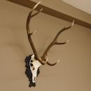 Rothirsch ungerader 10 ender Geweih Höhe 94 cm Hirschgeweih Hirsch älteres geschnitztes Trophäenschild 70.904