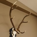 Rothirsch ungerader 10 ender Geweih Höhe 94 cm Hirschgeweih Hirsch älteres geschnitztes Trophäenschild 70.904
