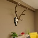 Rothirsch ungerader 10 ender Geweih Höhe 94 cm Hirschgeweih Hirsch älteres geschnitztes Trophäenschild 70.904