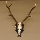 Rothirsch ungerader 10 ender Geweih Höhe 94 cm Hirschgeweih Hirsch älteres geschnitztes Trophäenschild 70.904