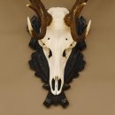 Rothirsch ungerader 10 ender Geweih Höhe 94 cm Hirschgeweih Hirsch älteres geschnitztes Trophäenschild 70.904