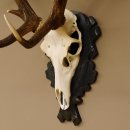 Rothirsch ungerader 10 ender Geweih Höhe 94 cm Hirschgeweih Hirsch älteres geschnitztes Trophäenschild 70.904