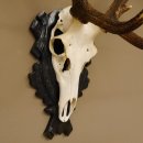 Rothirsch ungerader 10 ender Geweih Höhe 94 cm Hirschgeweih Hirsch älteres geschnitztes Trophäenschild 70.904