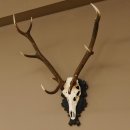 Rothirsch ungerader 10 ender Geweih Höhe 94 cm Hirschgeweih Hirsch älteres geschnitztes Trophäenschild 70.904