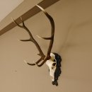 Rothirsch ungerader 10 ender Geweih Höhe 94 cm Hirschgeweih Hirsch älteres geschnitztes Trophäenschild 70.904