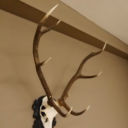 Rothirsch ungerader 10 ender Geweih Höhe 94 cm Hirschgeweih Hirsch älteres geschnitztes Trophäenschild 70.904