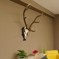 Rothirsch ungerader 10 ender Geweih Höhe 94 cm Hirschgeweih Hirsch älteres geschnitztes Trophäenschild 70.904