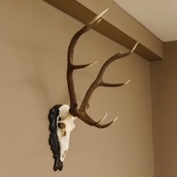 Rothirsch ungerader 10 ender Geweih Höhe 94 cm Hirschgeweih Hirsch älteres geschnitztes Trophäenschild 70.904