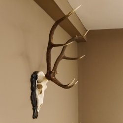 Rothirsch ungerader 10 ender Geweih Höhe 94 cm Hirschgeweih Hirsch älteres geschnitztes Trophäenschild 70.904