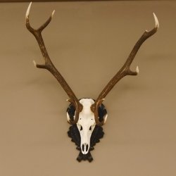 Rothirsch ungerader 10 ender Geweih Höhe 94 cm Hirschgeweih Hirsch älteres geschnitztes Trophäenschild 70.904