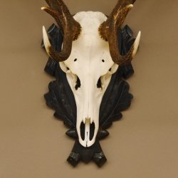 Rothirsch ungerader 10 ender Geweih Höhe 94 cm Hirschgeweih Hirsch älteres geschnitztes Trophäenschild 70.904