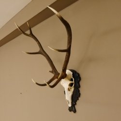 Rothirsch ungerader 10 ender Geweih Höhe 94 cm Hirschgeweih Hirsch älteres geschnitztes Trophäenschild 70.904