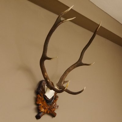 Rothirsch ungerader 10 ender Geweih Höhe 79 cm Hirschgeweih Hirsch sehr aufwändig geschnitztem Trophäenschild 70.905