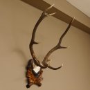 Rothirsch ungerader 10 ender Geweih Höhe 79 cm Hirschgeweih Hirsch sehr aufwändig geschnitztem Trophäenschild 70.905