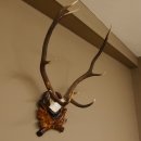 Rothirsch ungerader 10 ender Geweih Höhe 79 cm Hirschgeweih Hirsch sehr aufwändig geschnitztem Trophäenschild 70.905