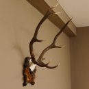 Rothirsch ungerader 10 ender Geweih Höhe 79 cm Hirschgeweih Hirsch sehr aufwändig geschnitztem Trophäenschild 70.905