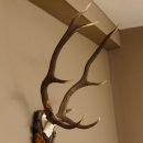 Rothirsch ungerader 10 ender Geweih Höhe 79 cm Hirschgeweih Hirsch sehr aufwändig geschnitztem Trophäenschild 70.905